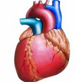 воспаление сердечной мышцы народные средства